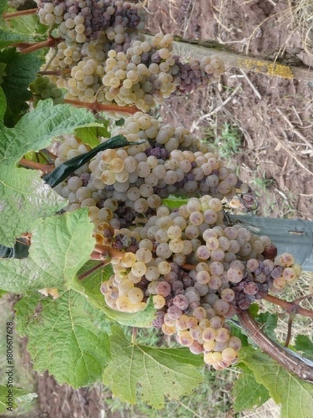 Obraz Baccus Trauben im Weinberg