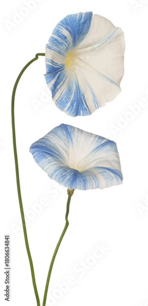 Obraz Morning Glory flower