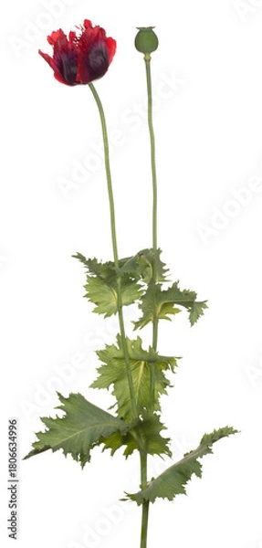 Obraz poppy flower isolated