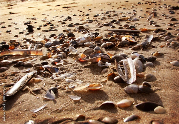 Fototapeta Strandgut