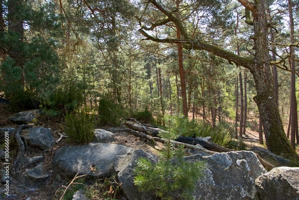 Fototapeta Forêt de Fontainebleau