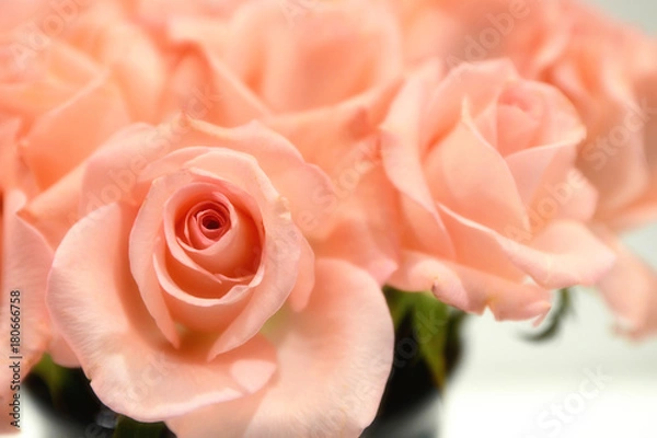 Obraz Róża brzoskwini