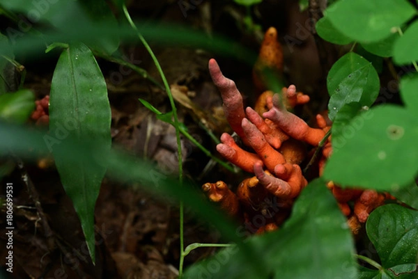 Obraz 猛毒の炎　森に潜むカエンタケ