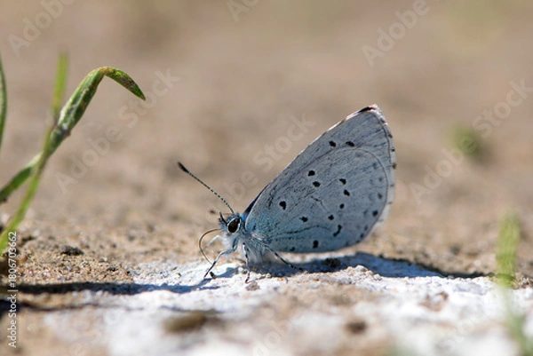 Fototapeta Lycaenidae. A small butterfly gracefully rests on sandy ground on a bright day. Its beautiful wings spread with soft colors, sunlight illuminates its. Macro photo of an insect, the beauty of nature
