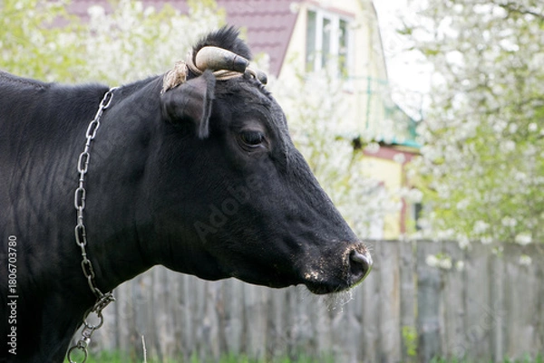 Fototapeta cow. Dairy cow in the pasture. black young cow, stands on green grass. spring day. milk farm. home animal. cattle. the cow is grazing in the meadow. close-up. animal near the house