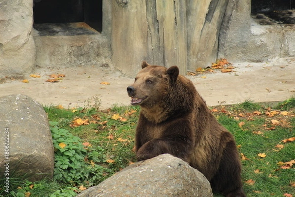 Obraz Brown Bear Sitting Near Cave Wildlife Close-Up in Europe
