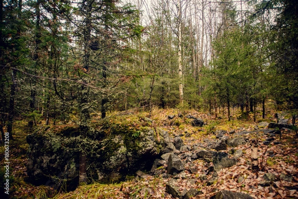 Fototapeta beauty morning's fog over the mystic forest