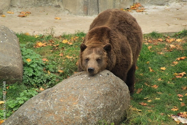 Fototapeta Impressive brown bear captured near its rocky cave, with its face highlighted at the front. 