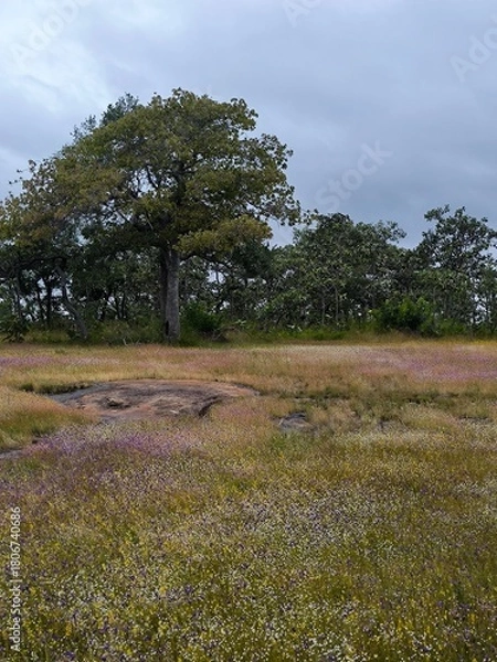 Obraz Grass flowers are in full bloom