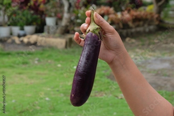 Obraz hand holding a eggplant