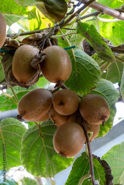 Obraz Kiwifruit growing on vine in orchard with green leaves