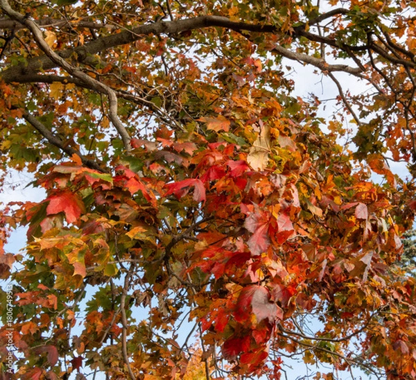 Fototapeta red maple leaves