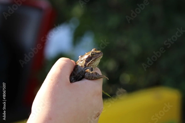 Obraz Frosch in einer Hand