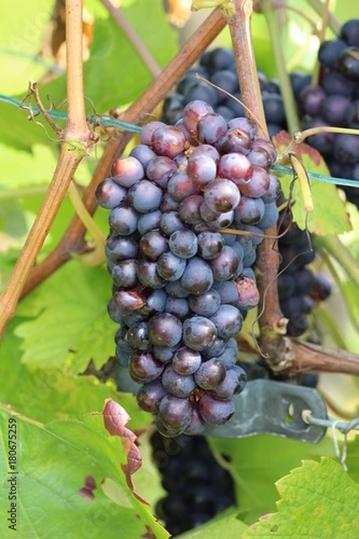 Obraz Weintrauben blau