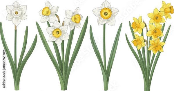 Obraz Set of blooming daffodil flowers including white and yellow narcissus bouquets with green leaves, colorful flat vector illustration.