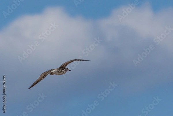 Fototapeta Seagull flying in blue sky with cloud