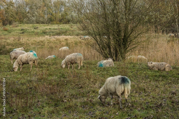 Fototapeta a flock of sheep grazes the grass and herbs as a form of nature convervation in nature reserve kruisbergse Bos