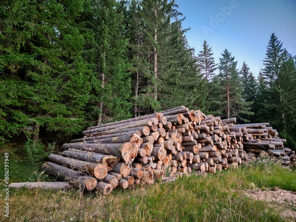 Obraz Pile of freshly cut logs stacked at the edge of a dense coniferous forest. Natural woodland scene with timber ready for processing. Rustic outdoor atmosphere with green trees and soft evening light.