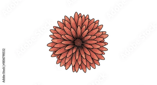 Fototapeta Close-up illustration of a single, detailed coral colored daisy or chrysanthemum flower with many petals.