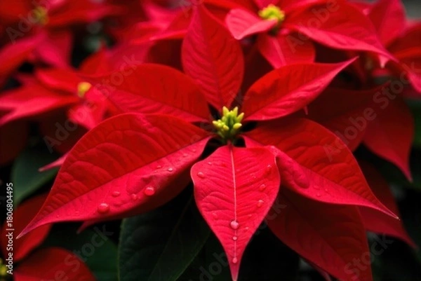 Fototapeta Poinsettia Cluster with Dew Drops, Macro Focus An extreme macro photograph of several bright red poinsettia bracts covered in tiny, glistening dew drops. The focus is razor sharp on the textured