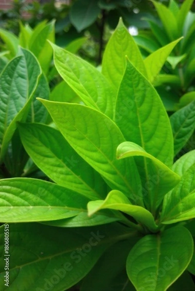 Fototapeta Abstract macro of layered green leaves, dappled light, organic texture, shallow focus Artistic macro photograph of multiple overlapping, deep green leaves. Dappled sunlight filters through, creating