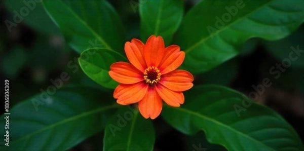 Fototapeta Vibrant Tropical Flower Blooming Amidst Green Rainforest Leaves and Lush Undergrowth A single, strikingly vibrant tropical flower in full bloom. Its colorful petals stand out against a backdrop of