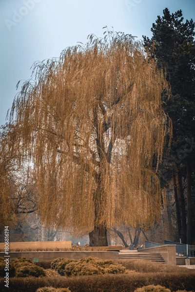 Obraz autumn in the forest