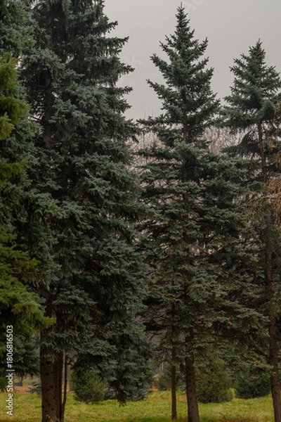 Obraz trees in the forest