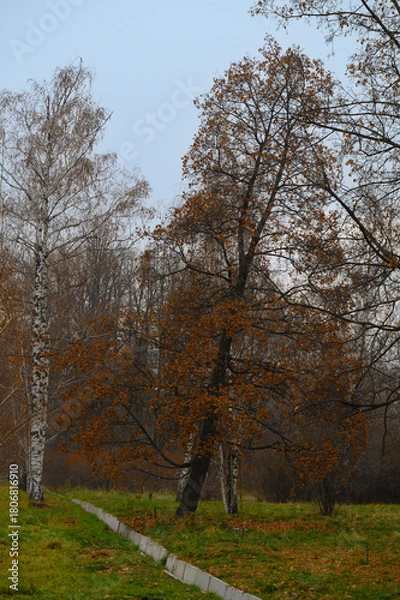 Obraz trees in the autumn