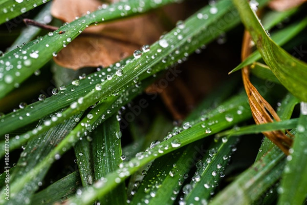 Obraz water drops on the grass