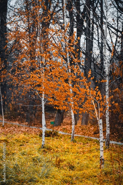 Obraz autumn in the forest