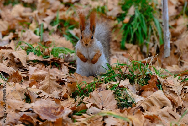 Obraz autumn leaves on grass