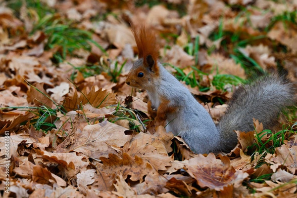 Obraz squirrel eating nut