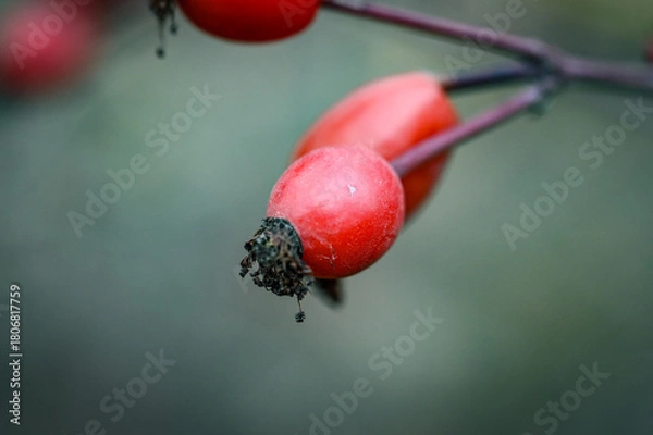 Obraz red berries on a branch