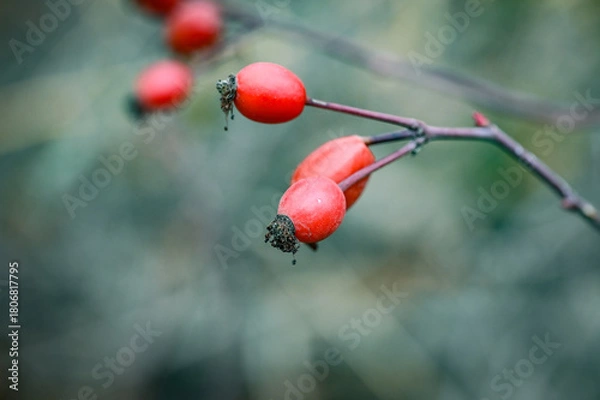 Obraz red berries on a branch