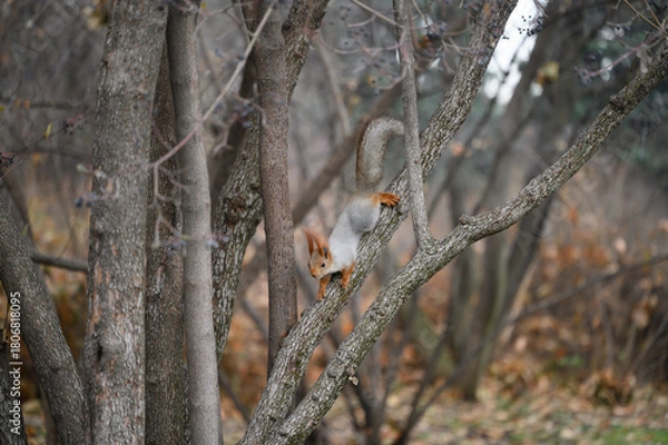 Obraz sparrow on a branch