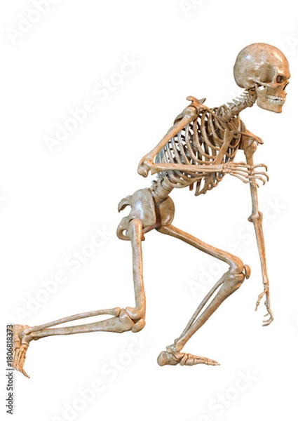 Obraz 3D Rendering Human Skeleton on White