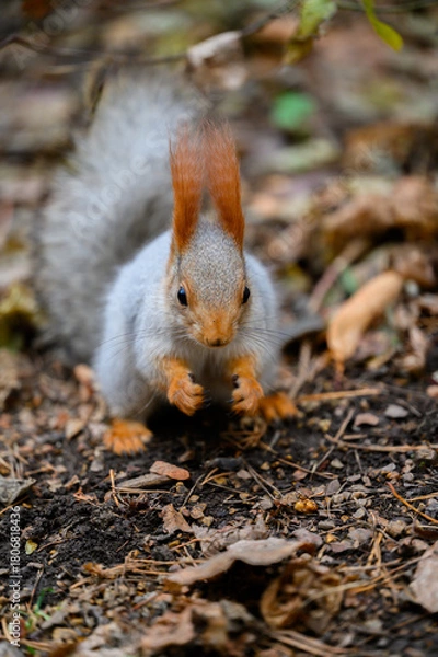 Obraz squirrel eating nut