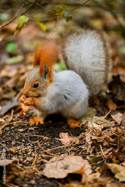 Obraz squirrel in the park