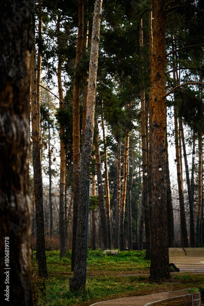 Obraz forest in autumn