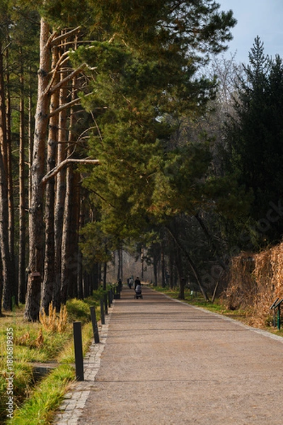 Obraz walk in the forest