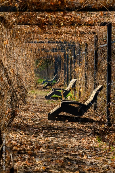Obraz Autumn oleya in the park
