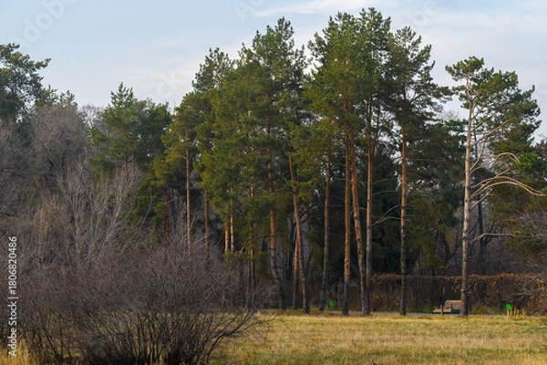 Obraz trees in the forest