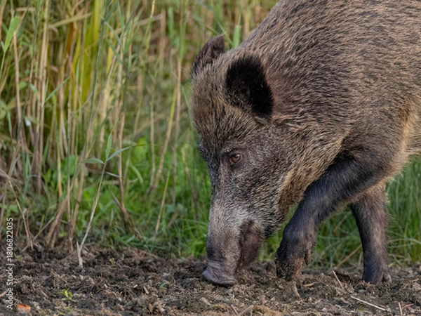 Fototapeta wild boar