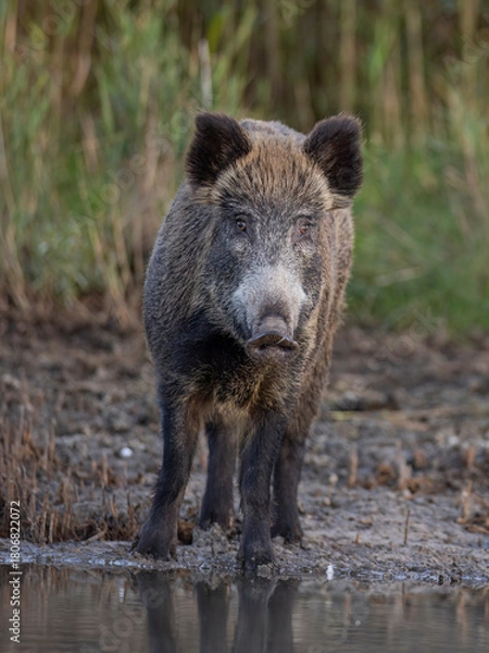 Fototapeta wild boar