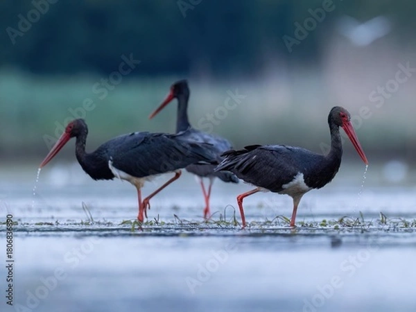 Fototapeta black stork