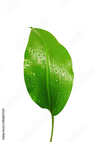 Obraz Fresh Green Leaf with Water Droplets