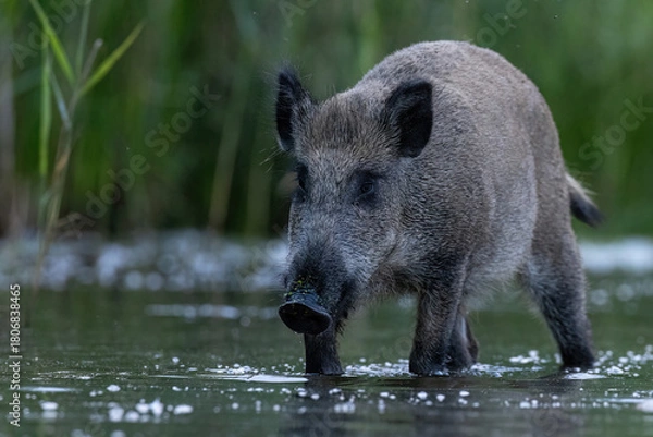Fototapeta wild boar