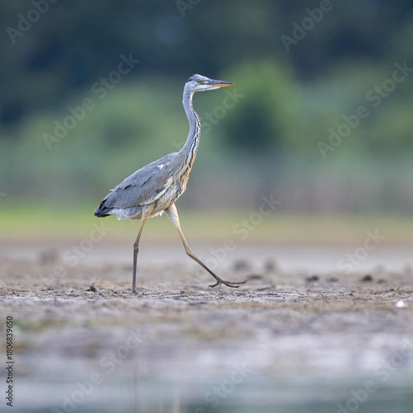 Fototapeta heron