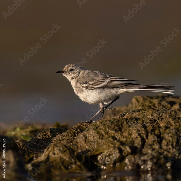 Fototapeta wagtail